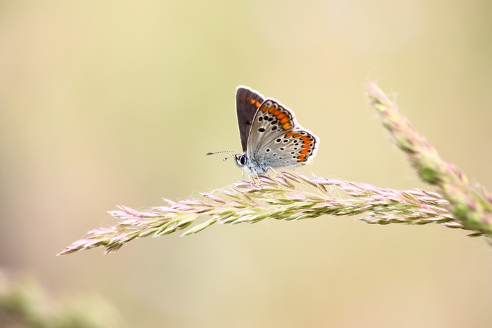 Aricia agestis ?